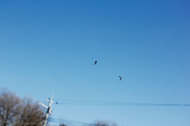 飛び石でフロントガラスに傷